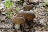 chřapáč kosťovitý (Houby), Helvella costifera Nannf. (Fungi)